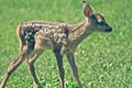 Cute young wild roe deer Royalty Free Stock Photo