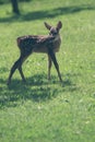 Cute young wild roe deer Royalty Free Stock Photo