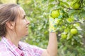 Cute young woman picking ripe apples in an orchard. Organic apples in the garden. Apple harvest concept Royalty Free Stock Photo