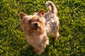 Cute young Yorkshire Terrier dog playing in the park Royalty Free Stock Photo