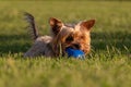 Cute young Yorkshire Terrier dog portrait, lying in long grass chewing rubber ball Royalty Free Stock Photo