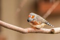 Cute Zebra Finch, Taeniopygia guttata, perched on branch looking towards left Royalty Free Stock Photo