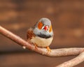 Small cute Zebra Finch, Taeniopygia guttata, perched on branch looking towards left Royalty Free Stock Photo