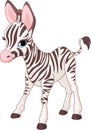 Cute Zebra Foal Royalty Free Stock Photo