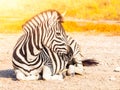 Cute zebra lying on the ground