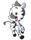 The cute zebra is running and laughing with the big smile