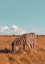 Cute zebra walking along the prairie and eating grass on a sunny day. Wild horse in the reserve Royalty Free Stock Photo