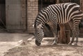 Cute zebra in zoological garden Royalty Free Stock Photo