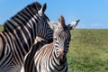 Cute zebras, Eastern Cape, South Africa