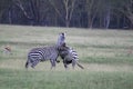 Cute zebras playing with each other in a field during the daytime Royalty Free Stock Photo