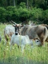 Zebu Calf Nursing from its Mother with Horns