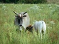 Zebu Calf Nursing from its Mother with Horns