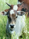 Zebu Calf with Cow with Horns Behind It Royalty Free Stock Photo