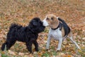 Cute zwergschnauzer puppy and beagle puppy are playing in the autumn park. Pet animals Royalty Free Stock Photo