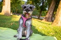 Cute Zwergschnauzer puppy sits on green lawn Dogs breed Doggy sitting outdoors. Royalty Free Stock Photo