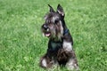 Cute zwergschnauzer puppy is sitting on a spring meadow. Miniature schnauzer or dwarf schnauzer Royalty Free Stock Photo