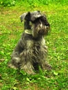 Cute zwergschnauzer puppy is standing on a spring meadow Royalty Free Stock Photo