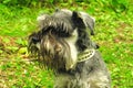 Cute zwergschnauzer puppy is standing on a spring meadow Royalty Free Stock Photo