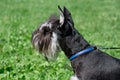 Cute zwergschnauzer puppy is standing on a spring meadow. Miniature schnauzer or dwarf schnauzer. Royalty Free Stock Photo