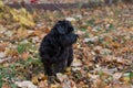 Cute zwergschnauzer puppy is standing on a yellow leaves in the autumn park. Pet animals Royalty Free Stock Photo