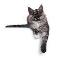 Maine Coon kittens on white background