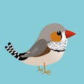 Cute zebra finch vector illustration