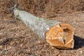 Cuted beech tree trunk Royalty Free Stock Photo