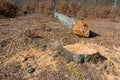 Cuted beech tree trunk in forest Royalty Free Stock Photo