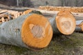 Cuted beech tree trunks Royalty Free Stock Photo