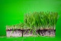 Cuted grass Royalty Free Stock Photo