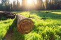 Cuted tree on green meadow at sunset