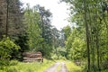 Cuted trees on wild forest background 