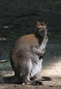 Cutee wallaby Royalty Free Stock Photo