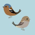 A couple of cute chaffinches