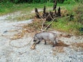 a cutely small wild boar Royalty Free Stock Photo