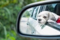 Cutely white short hair Shih tzu dog in car mirror looking out of window Royalty Free Stock Photo