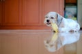 Cutely white short hair Shih tzu dog is happy to gnaw at a mango