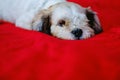 Cutely white short hair Shih tzu dog on red fabric background