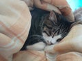 Cuteness of feline animal, domestic cat sleeping between the covers