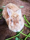 Cuteness of light brown rabbits Royalty Free Stock Photo