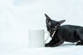 The cuteness overload is real with this small black kitten as they play and explore around a white blank mug