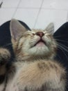 Cuteness overload of sleeping kitten