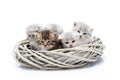 Small newborn fluffy adorable kittens sitting together in white wicker wreath isolated on white background in photo