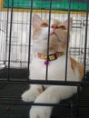 Cutes cat in the cage