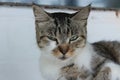 Cutes cat on the chair