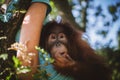 Cutest baby orangutan hangs in a tree in zoo Royalty Free Stock Photo