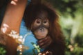 Cutest baby orangutan hangs in a tree in zoo Royalty Free Stock Photo