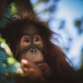 Cutest baby orangutan hangs in a tree in zoo Royalty Free Stock Photo