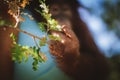 Cutest baby orangutan hangs in a tree in zoo Royalty Free Stock Photo