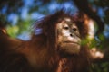 Cutest baby orangutan hangs in a tree in zoo Royalty Free Stock Photo